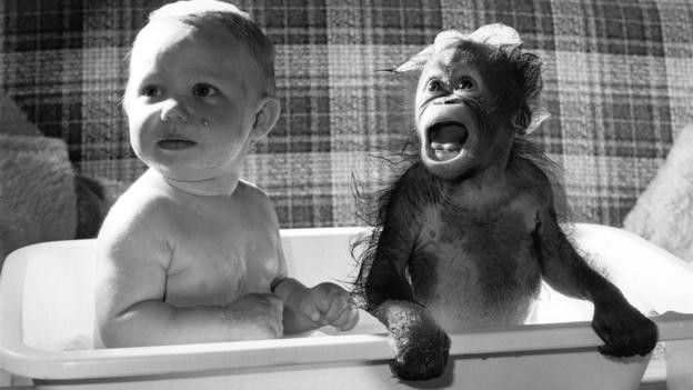 http://ichef-1.bbci.co.uk/news/ws/624/amz/worldservice/live/assets/images/2016/03/27/160327140136_babies_and_orangutans_pic_624x351_trinitymirrormirrorpixalamy_nocredit.jpg