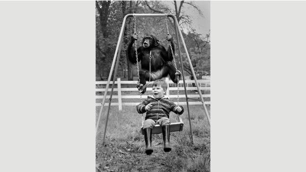 http://ichef-1.bbci.co.uk/news/ws/624/amz/worldservice/live/assets/images/2016/03/27/160327140646_an_ape_and_child_react_promo_624x351_trinitymirrormirrorpixalamy_nocredit.jpg