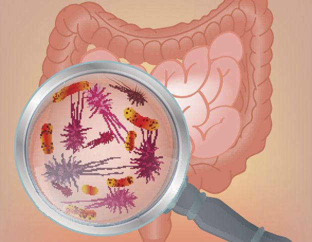Bacterias intestinales