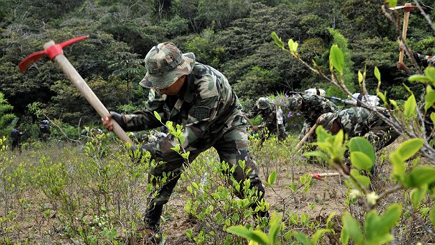 Erradicación de la planta de coca en Bolivia