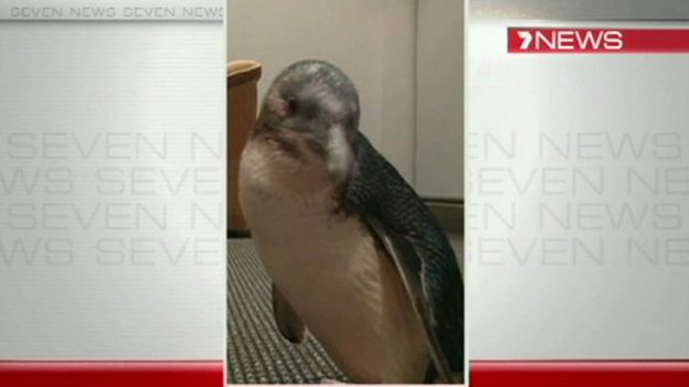 (Seven News)