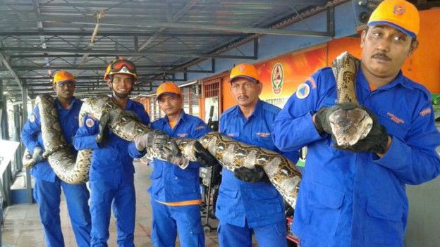 http://ichef-1.bbci.co.uk/news/ws/624/amz/worldservice/live/assets/images/2016/04/11/160411115054_giant_python_624x351_bbc_nocredit.jpg