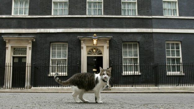 160412201430_larry_downing_street_cat_62