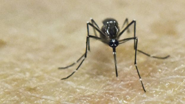 Zika