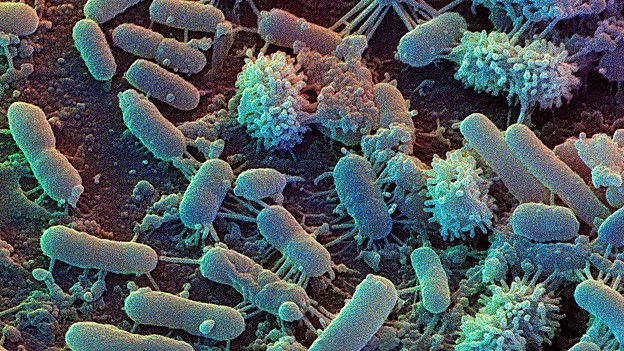Даже самая чистая кухня кишмя кишит бактериями