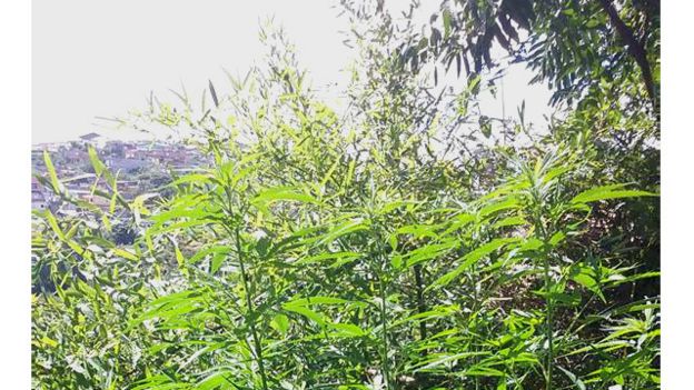 160420143850_maconha_guerrilha_640x360_r