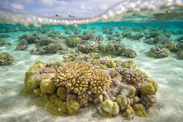 Hay corales constructores de arrecifes en todos los mares tropicales de aguas transparentes del mundo. 