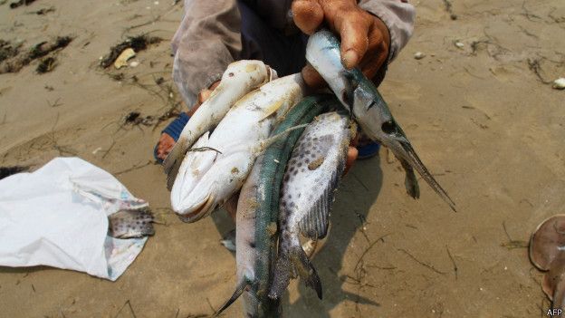 越南死魚