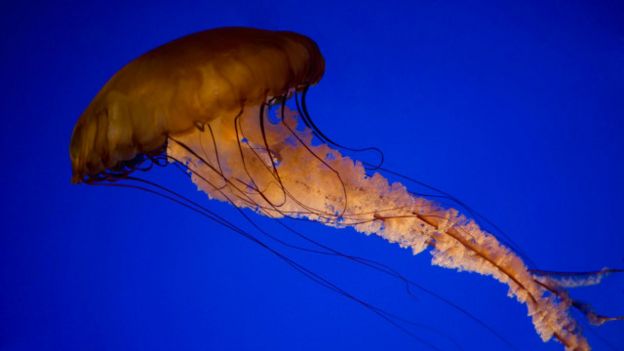 Alamy