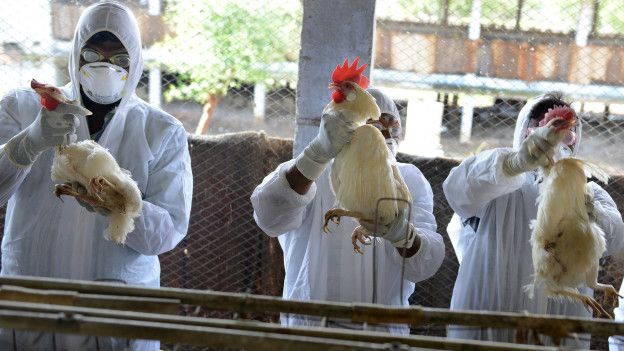 Trabajadores sanitarios revisan unas aves en un corral.