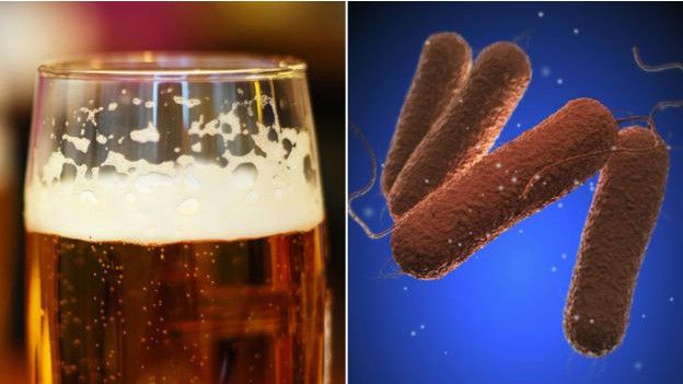 ¿Tiene el lúpulo de la cerveza propiedades antimicrobianas?