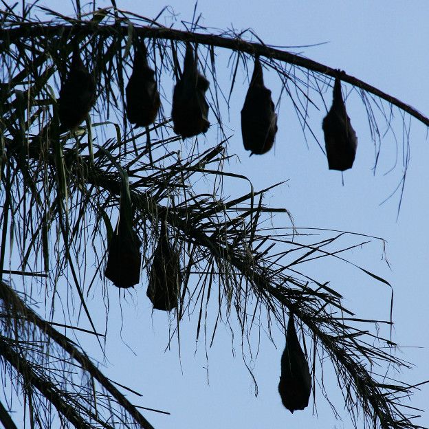 Zorros voladores colgando de un árbol
