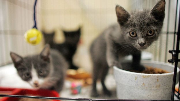 160528143620_cats_shelter_624x351_getty_nocredit.jpg