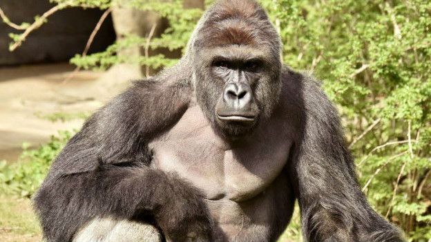 160529091948_harambe_624x351__nocredit.jpg