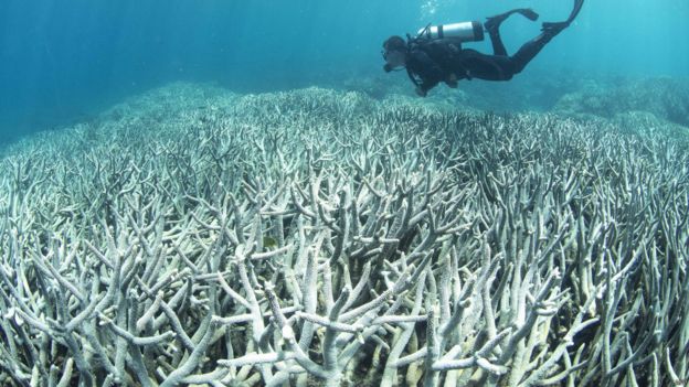 澳洲大堡礁北部和中部的珊瑚至少有35%已被珊瑚白化現象摧毀