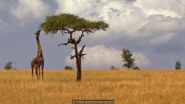 Zürafanın boynu neden uzun? Beslenmek için değil!
