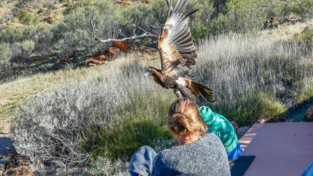 160712115306_eagle_boy_australia_512x288