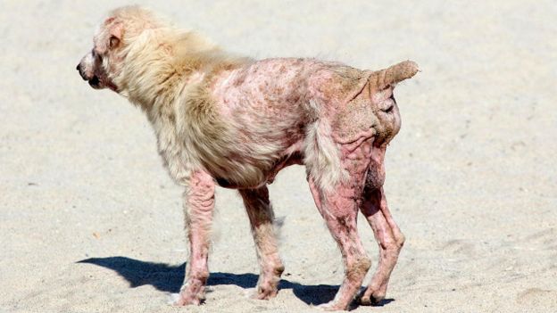 Тварини, заражені саркоптозом, мають виснажений вигляд і можуть втратити всю шерсть