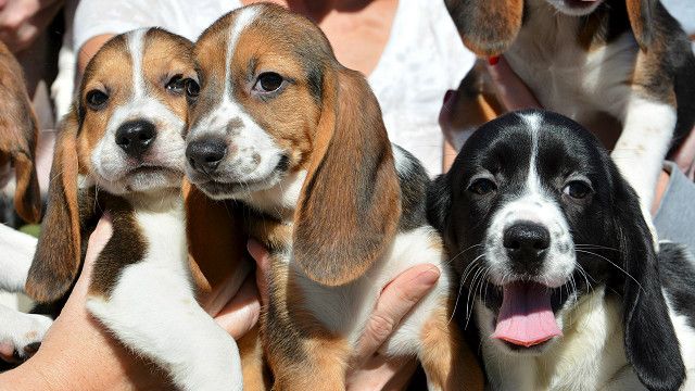 151210104658_perrosvitro_640x360_reuters_nocredit.jpg (640×360)