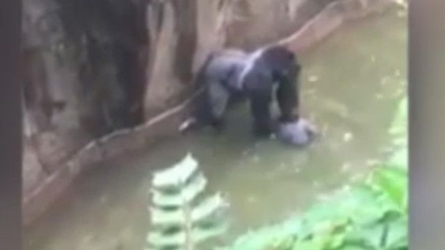 Khỉ đột Harambe và bé trai bốn tuổi bị rơi vào chuồng khỉ