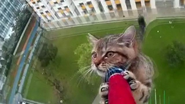 إنقاذ قطة عالقة في حافة عمارة شاهقة بسنغافورة