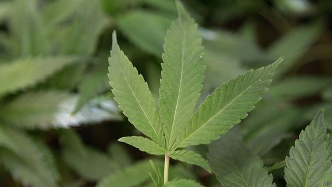 140930155734_marihuana_624x351_ap.jpg