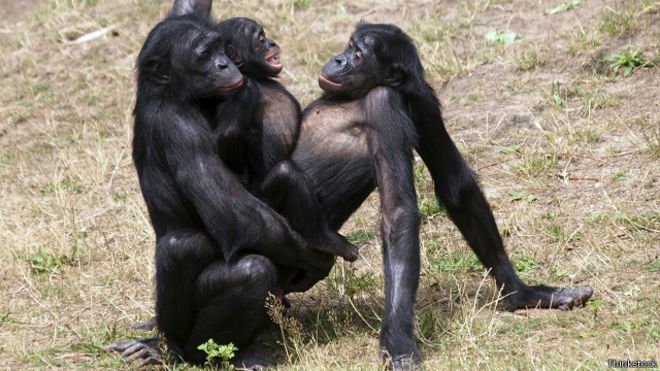 Bbc Apakah Ada Binatang Yang Homoseksual Pencerahan Untuk Kaum Lgbt Page 3 Kaskus
