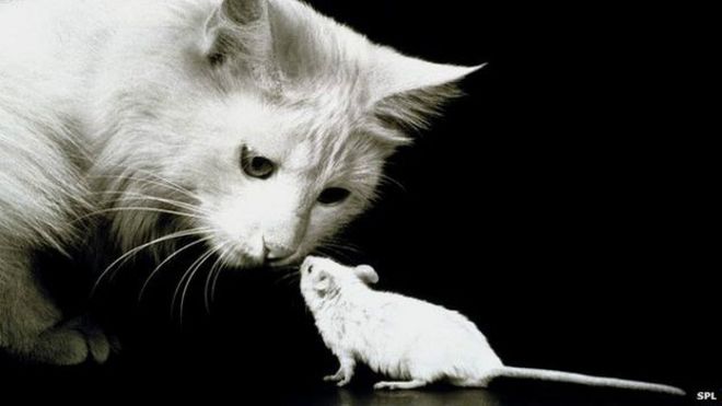 Картинки по запросу коты и мыши