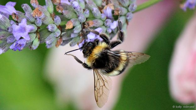 150720153305_bee_on_lavender.png