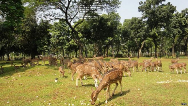 Rusa Monas