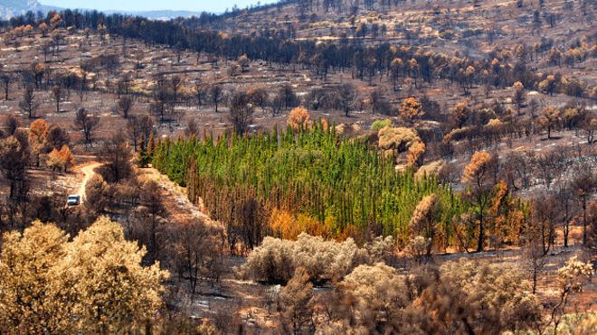 Parcela experimental de cipreses afectada por el incendio de Andilla en 2012