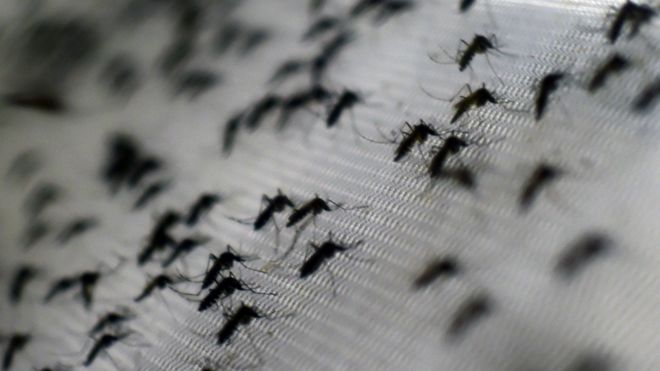 登革熱病媒蚊之一埃及斑蚊（Aedes aegypti）。