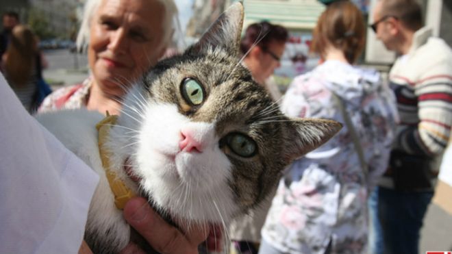 Кот Барсик