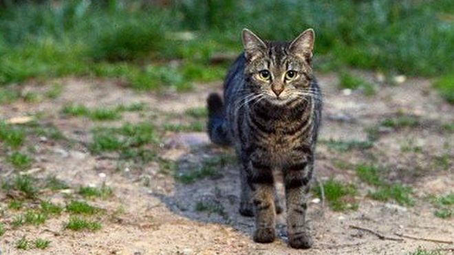 151014121957_australiaferal_cat_512x288_