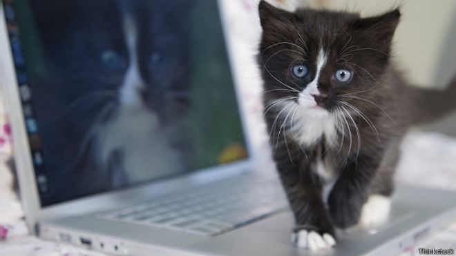 Котенок и компьютер
