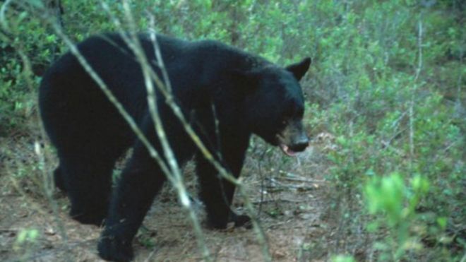 bear
