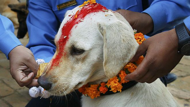 नेपाल में कुत्तों की पूजा 