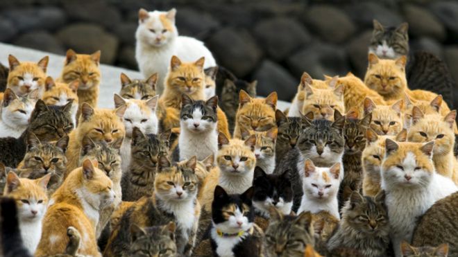 151205094605_cats_624x351_reuters_nocredit.jpg