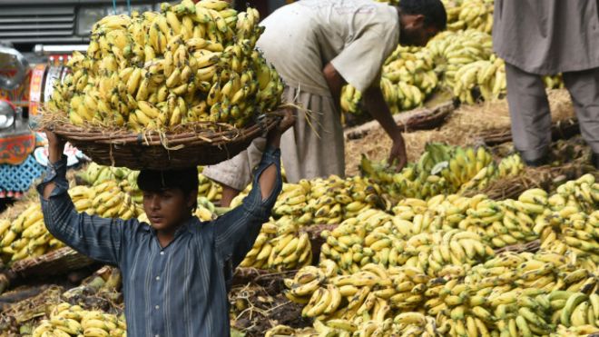 Un productor paquistaní de bananas transporta la fruta en octubre de 2015.