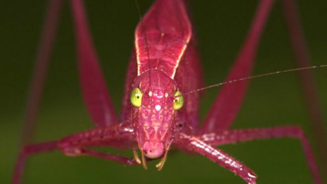 160127155459_grasshopper_624x351_npl_nocredit.jpg