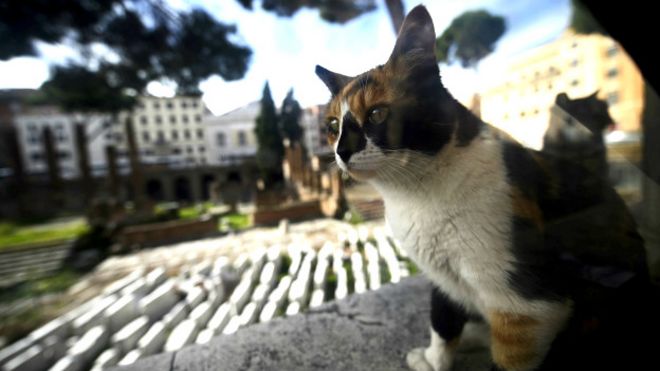 160413222650_roma_kedi_624x351_getty_nocredit.jpg