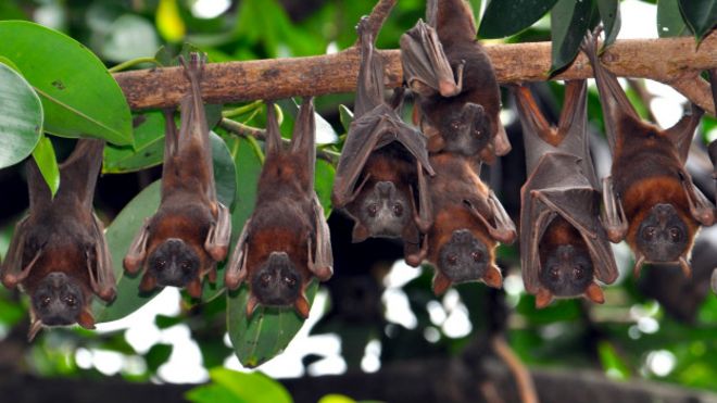 El pueblo australiano asediado por miles de murciélagos
