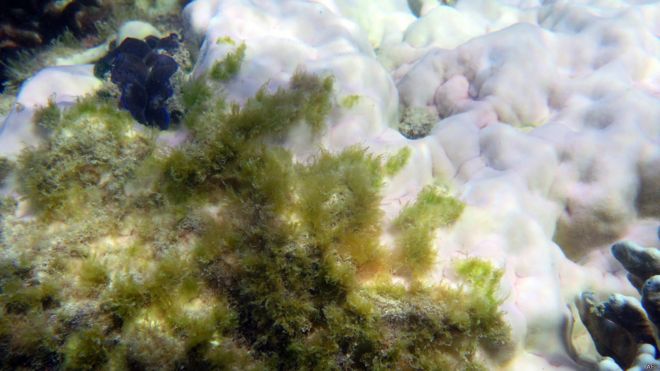 澳洲大堡礁北部和中部的珊瑚至少有35%已被珊瑚白化現象摧毀