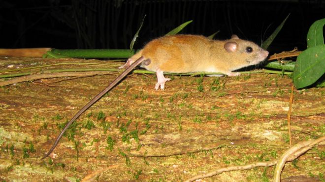 melomys_cervinipes