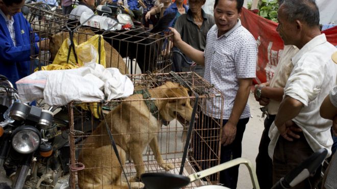 在狗肉节前夕，已有记者来到玉林，拍摄下狗被关在笼中待宰的画面。