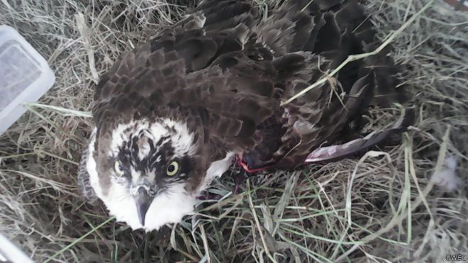 Osprey