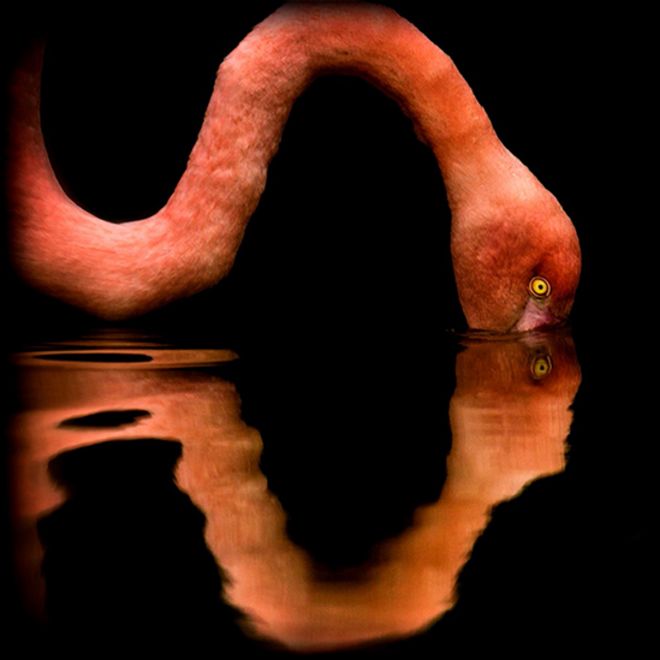 طائر البشروس المائي (الفلامنكو) ينقع رأسه في الماء فيبدو ظله في الصورة.