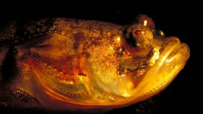 علماء يحلون لغز الأسماك المُغنِّية