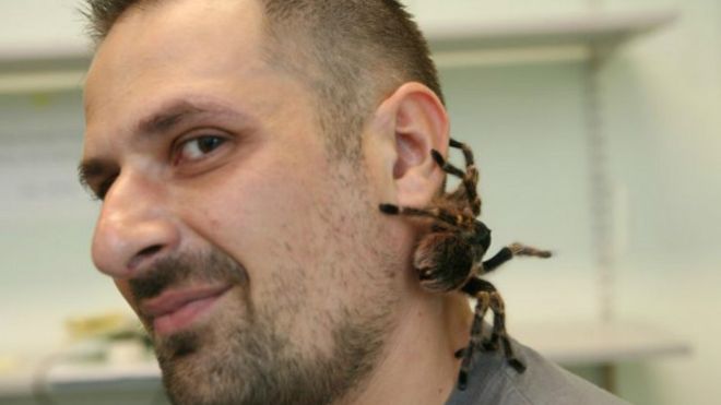 سم العناكب الأيرلندية "قد يقضي على أمراض فتّاكة"