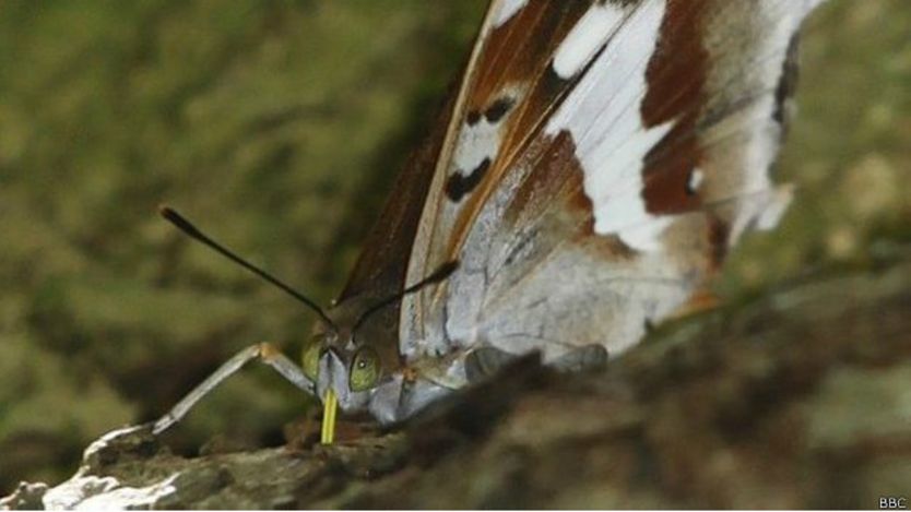 Butterfly nine